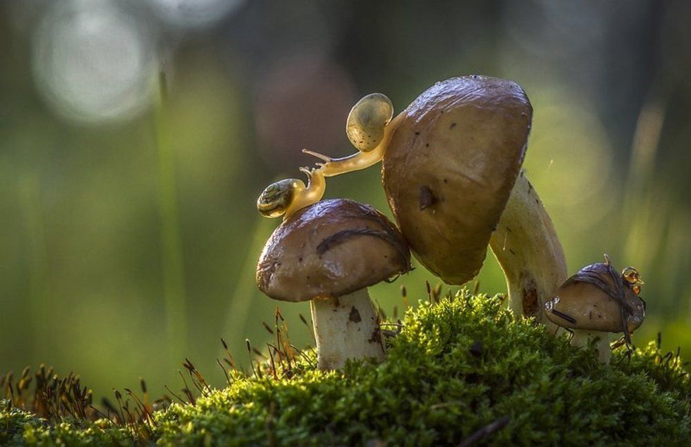 Поцелуй, что душу рвёт аккордами звеня ...