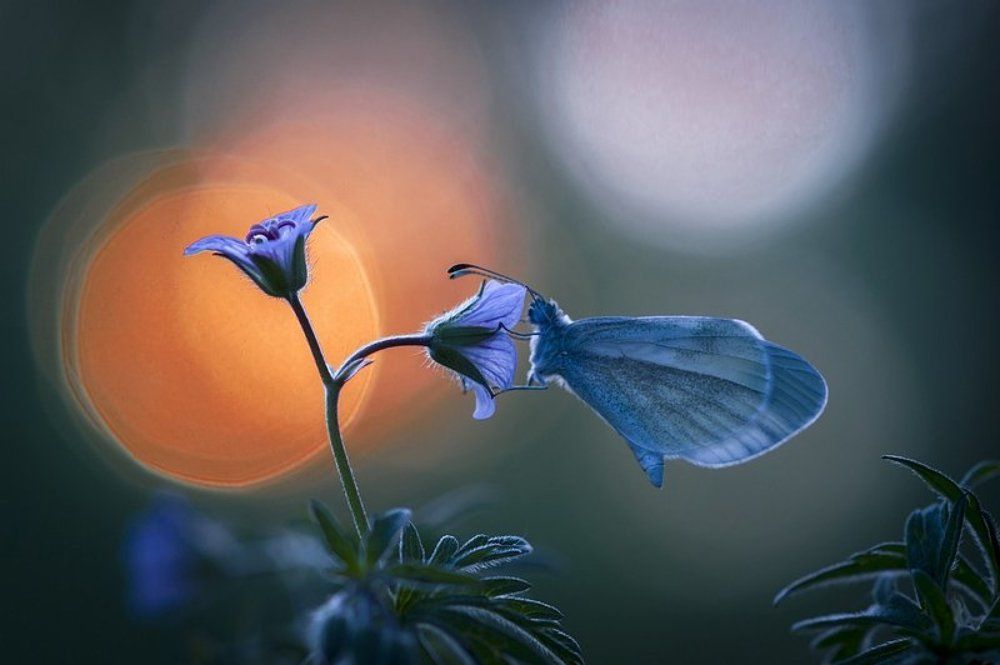 День готовится ко сну, добрый вечер мягко бродит, погружая в тишину ...