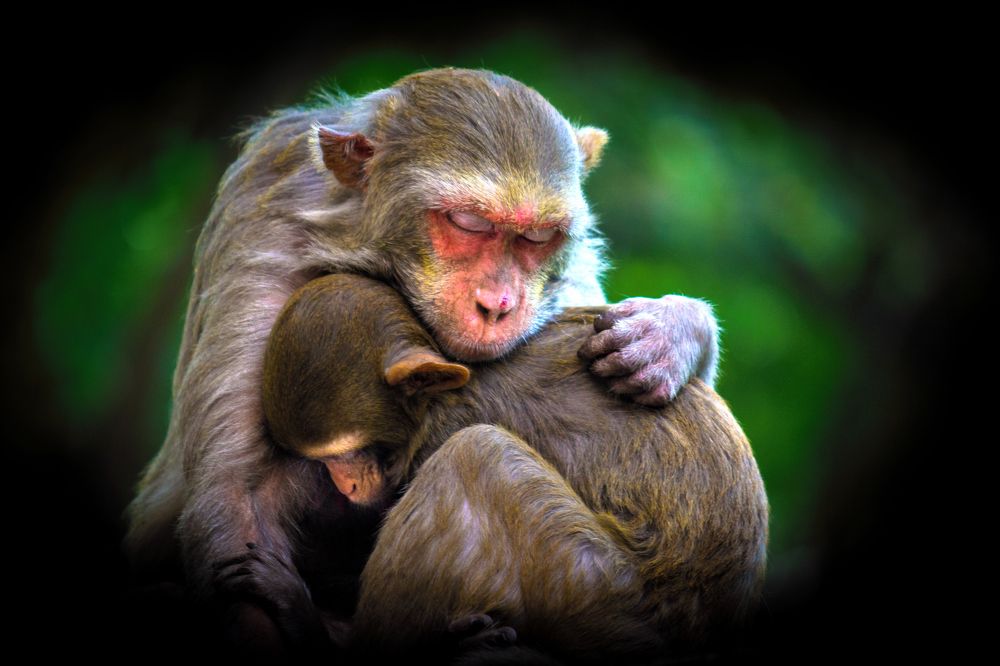 Warmth Of Motherly Love.....