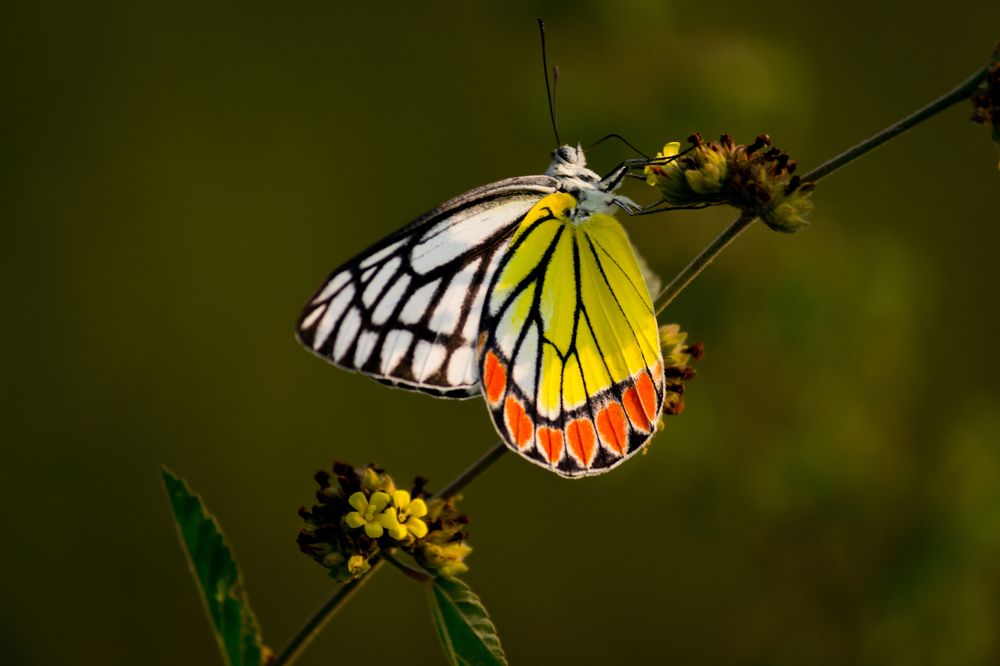 Indian Jazebel Butterfly