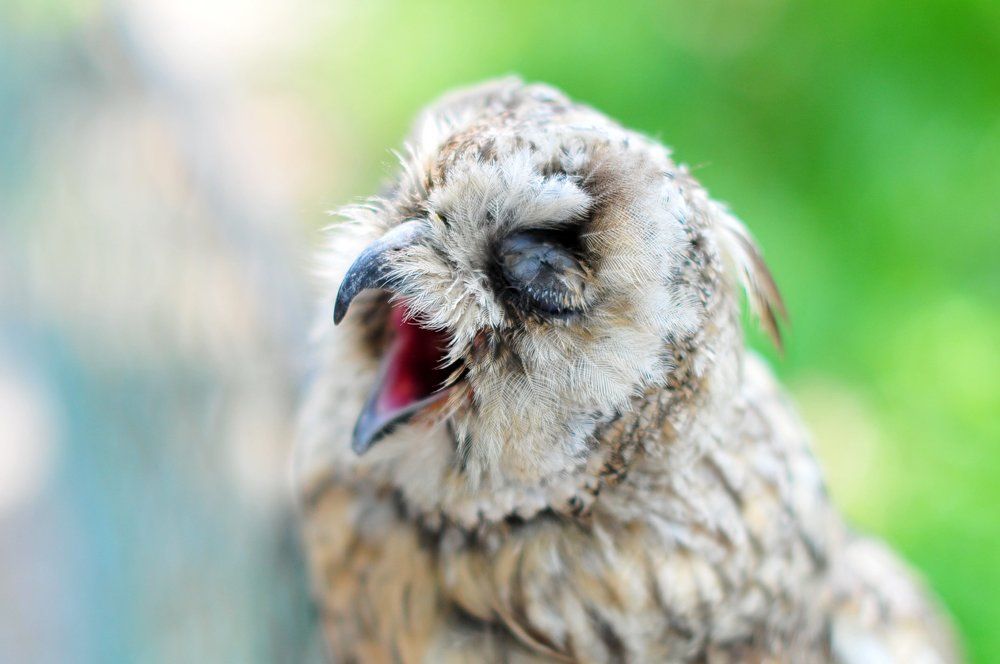 Photograph by Julia Gubashina