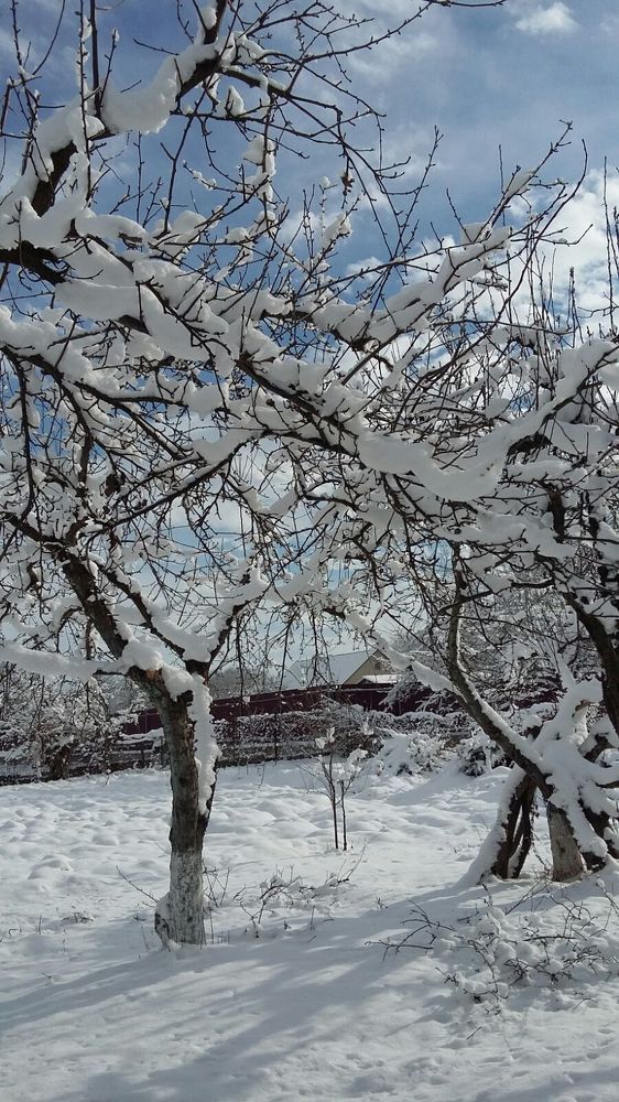 Снег