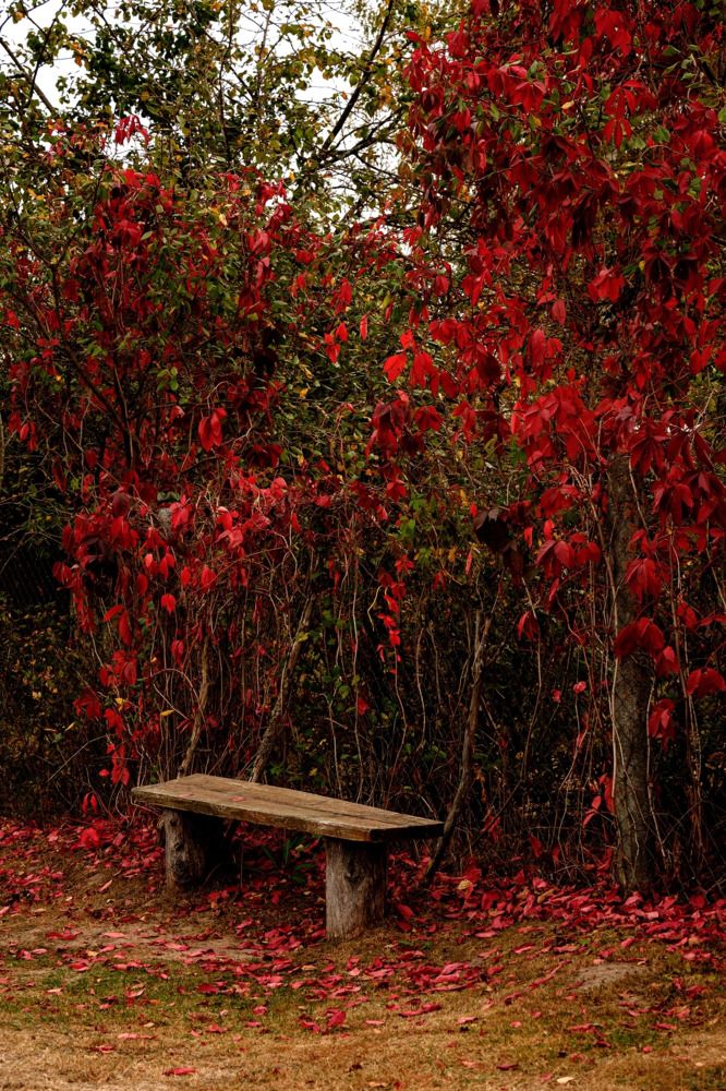 Фотография автора Екатерина Карасева