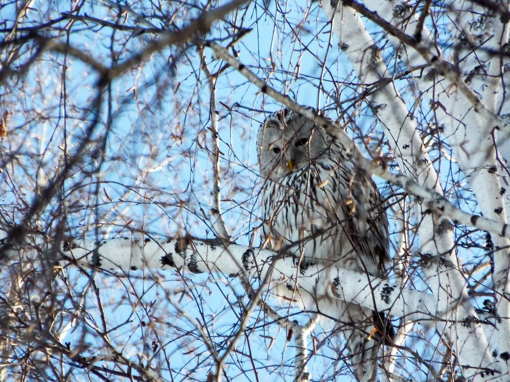 Photograph by Евгения Антропова