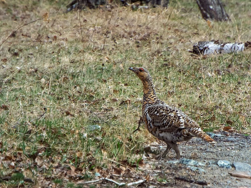 Photograph by Евгения Антропова