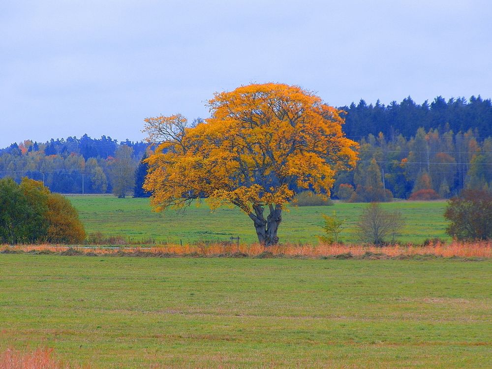 Фотография автора Jevgeni Filimonov
