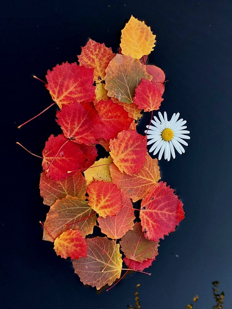 Фотография автора Анастасия