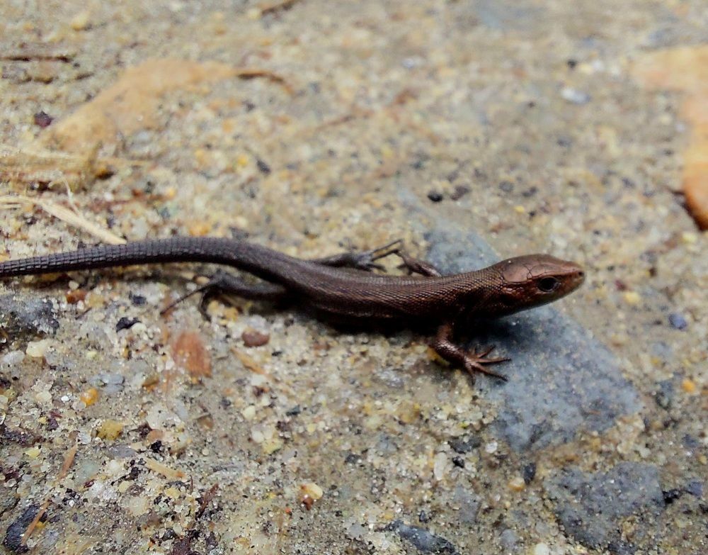 Лесная встреча