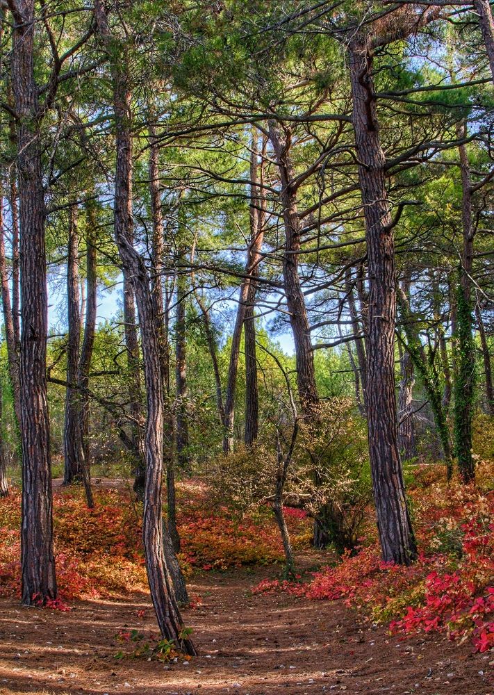 Photograph by Василиса Прекрасная