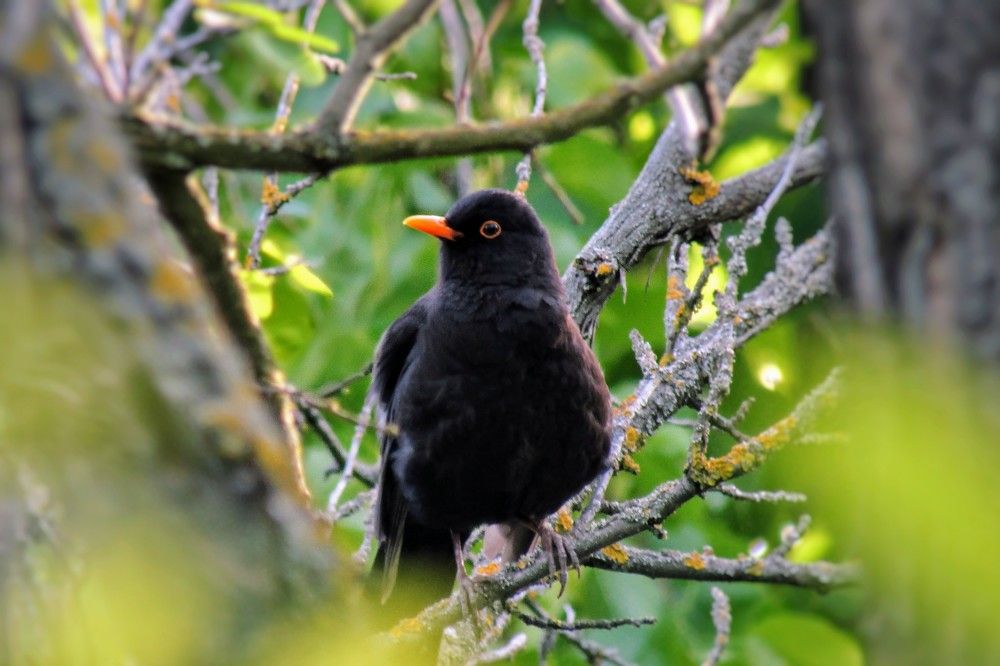 Вестник весны