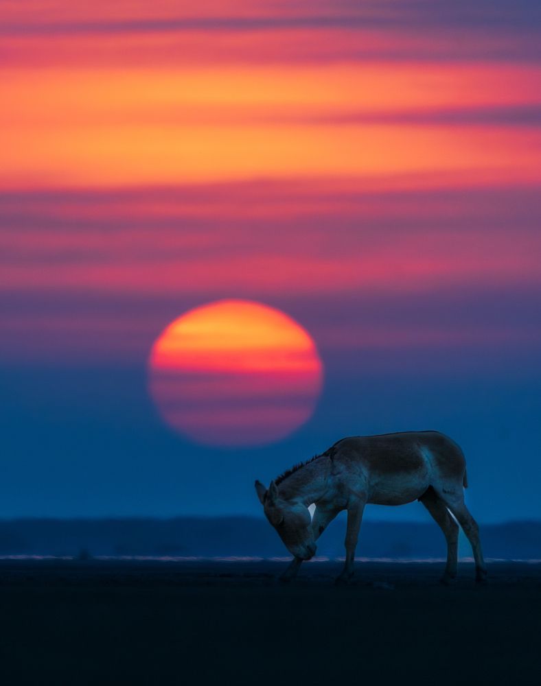 Photograph by Guha Jayanta