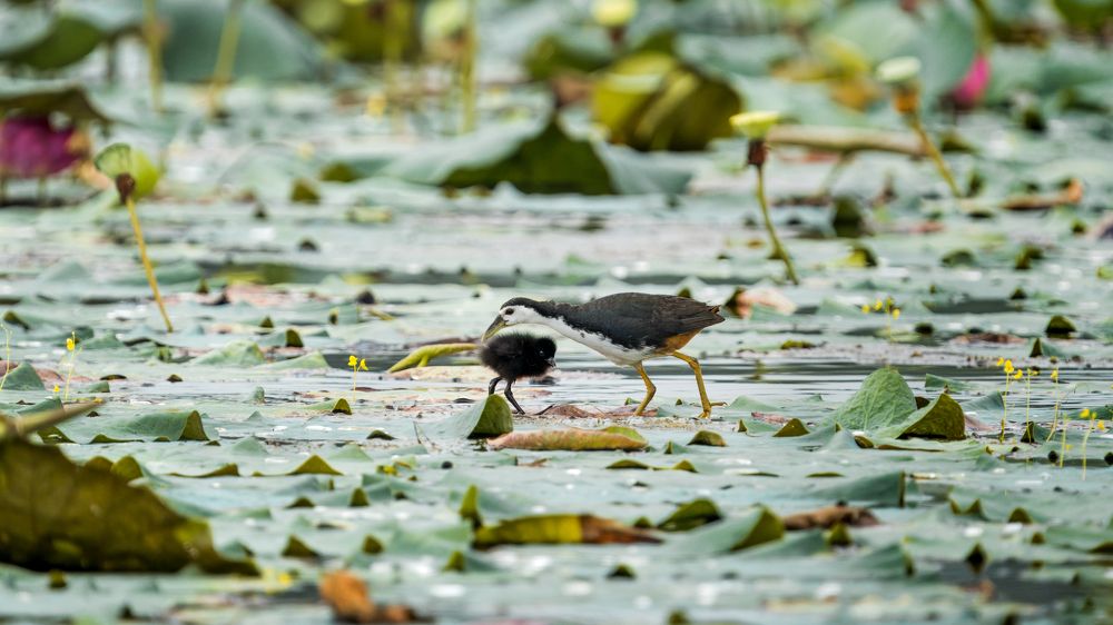 The love of Parents.