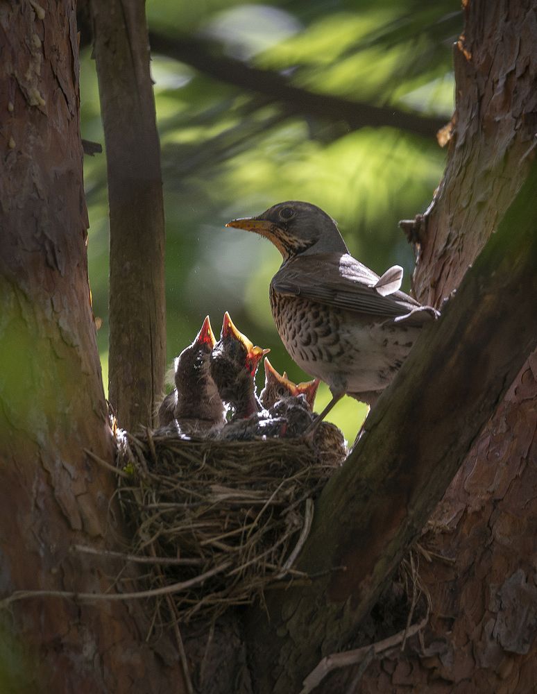Photograph by Сергей Аникин