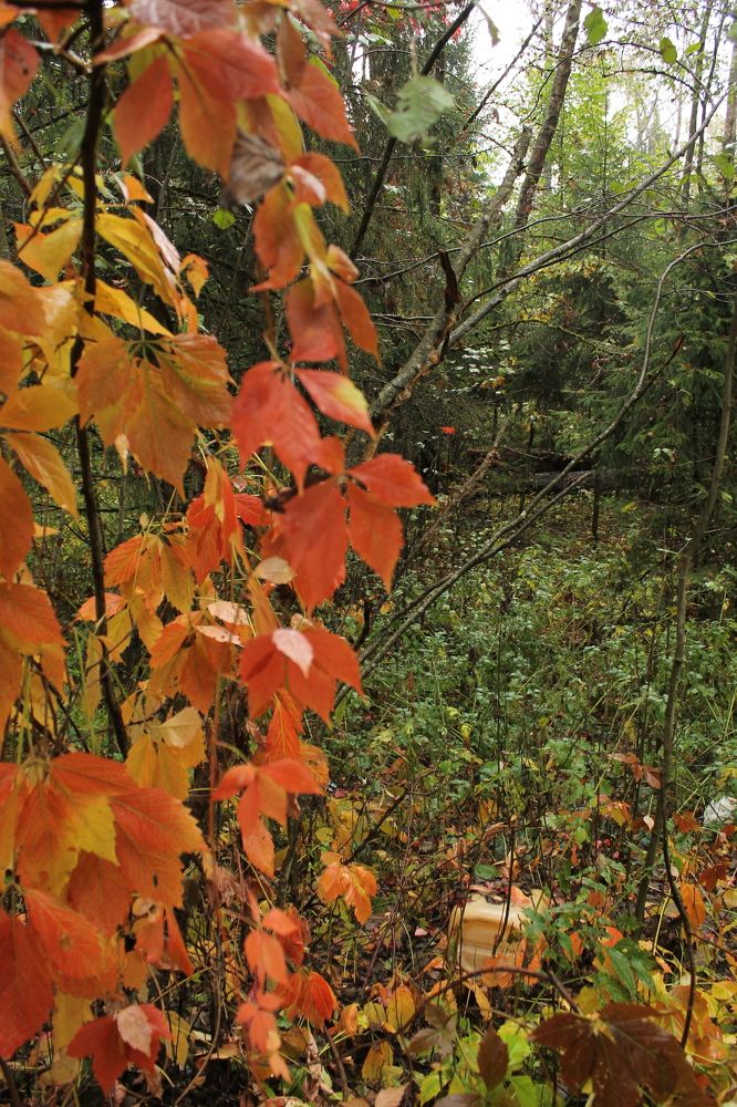 Photograph by Александр Быкадоров