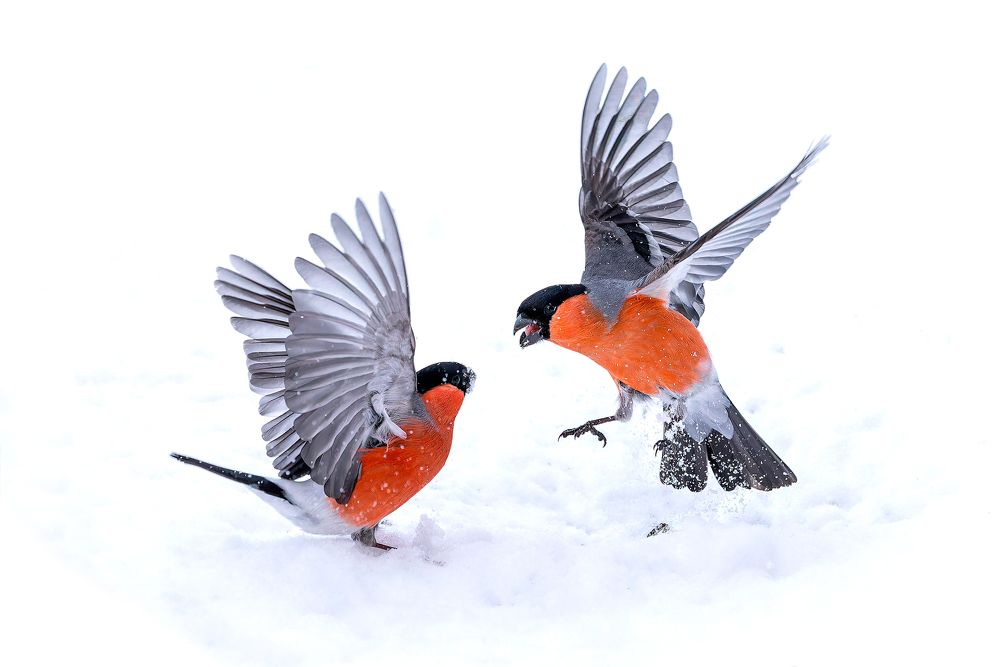 Photograph by Александр Ильин