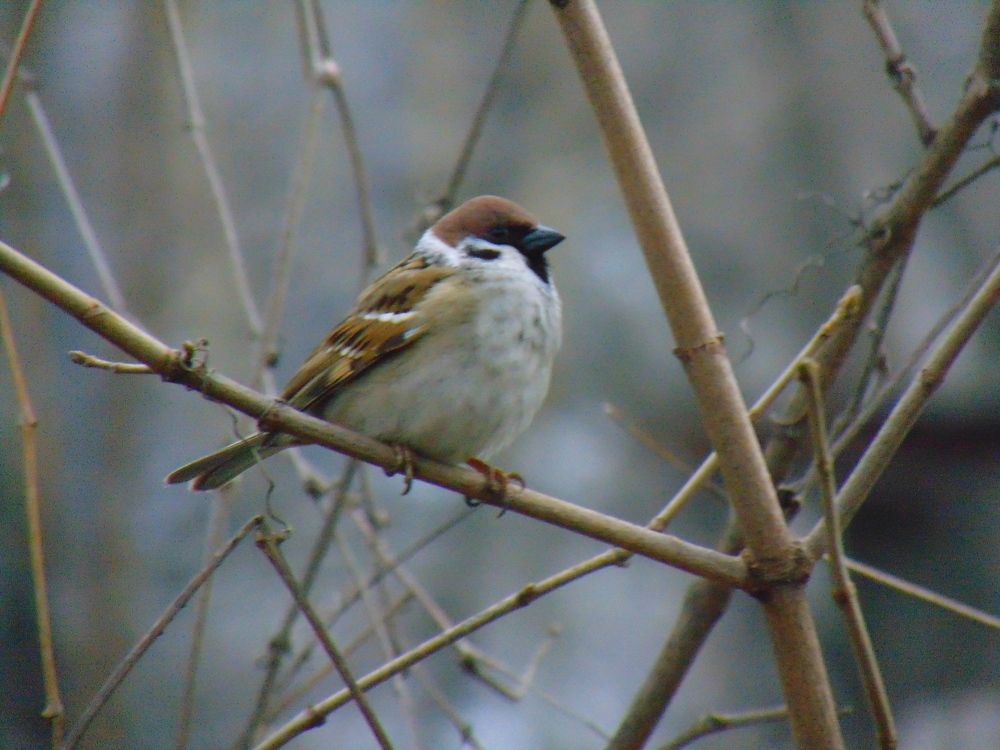 Photograph by Ольга Шевцова