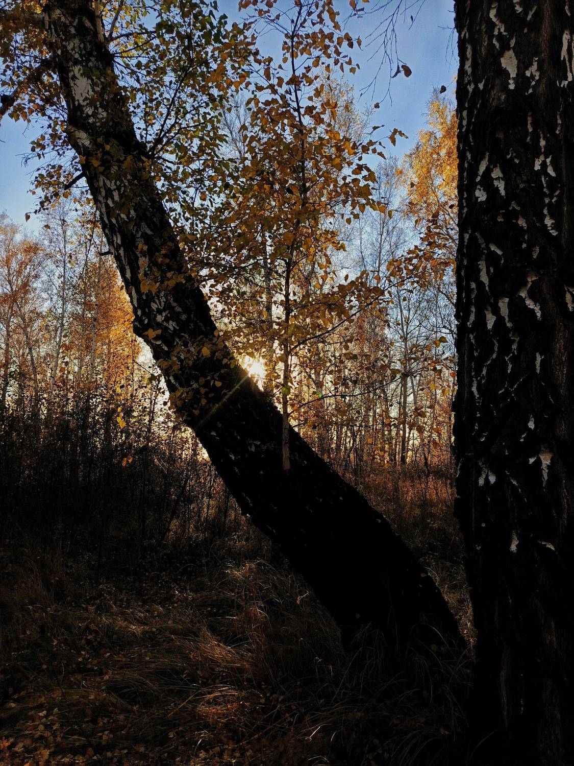 Photo #11150651