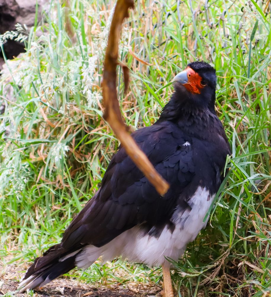 Photograph by Jorge Giol - El Caminante