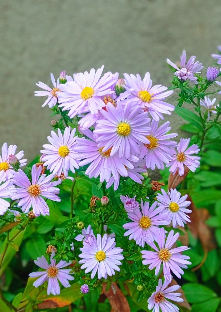 Aster.