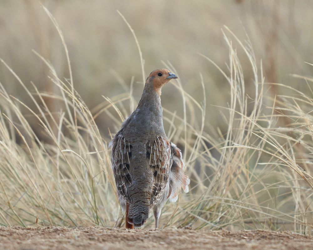 Photograph by Victor Krachkovsky