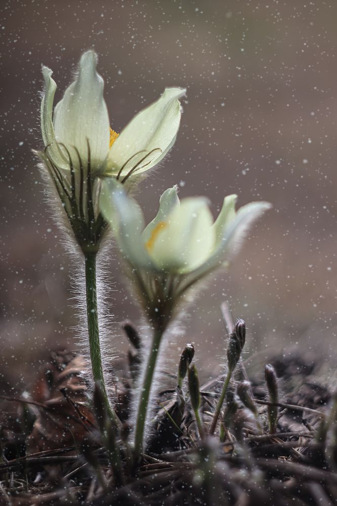 Первоцветы