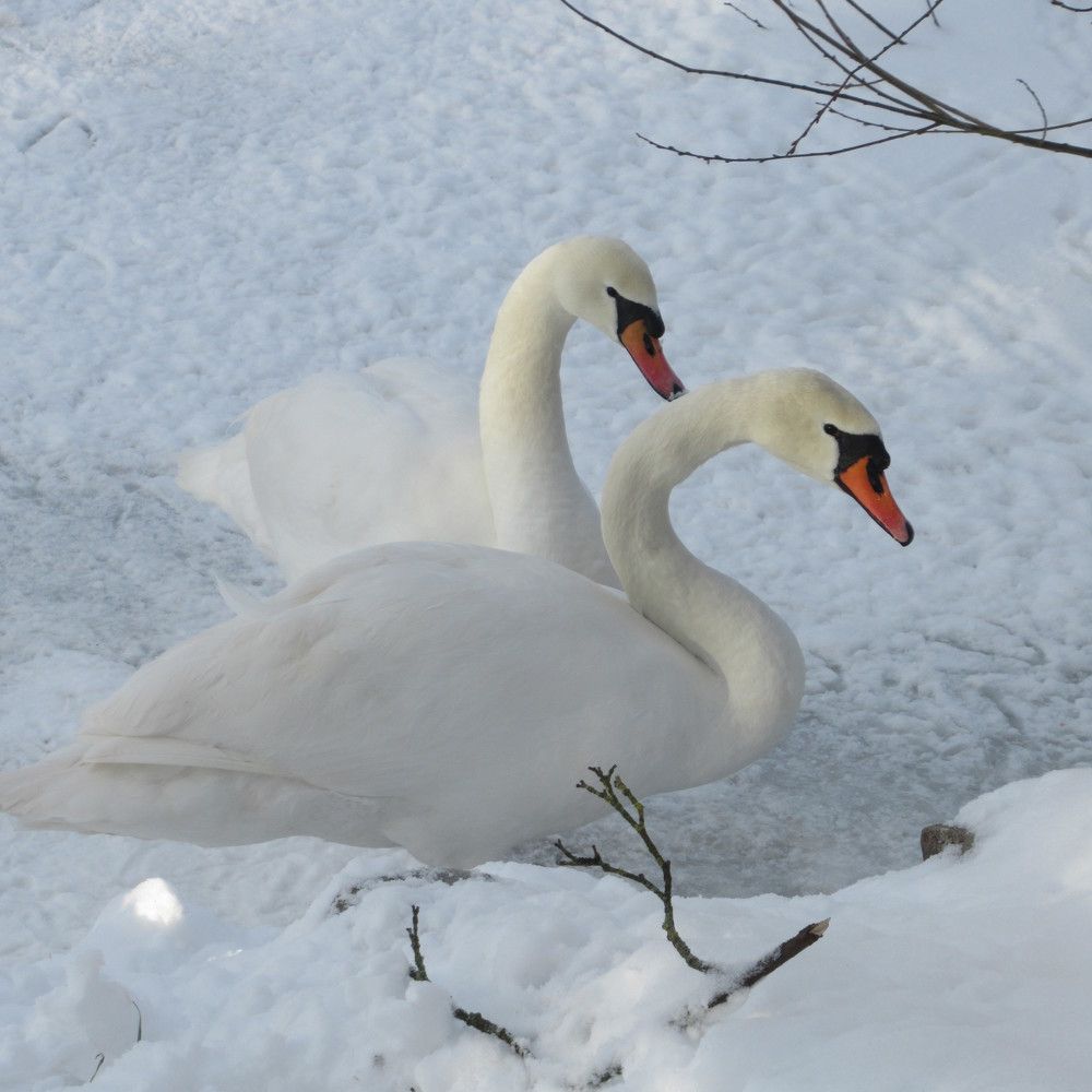 Photograph by Ирина Шведчикова