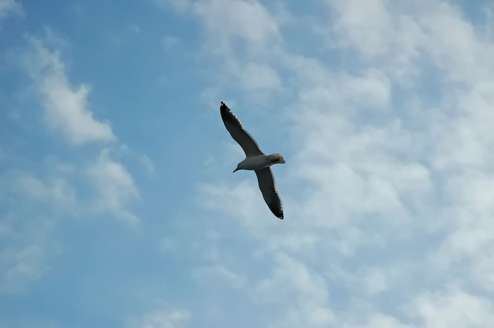 Фотография автора Сергей Тимофеев