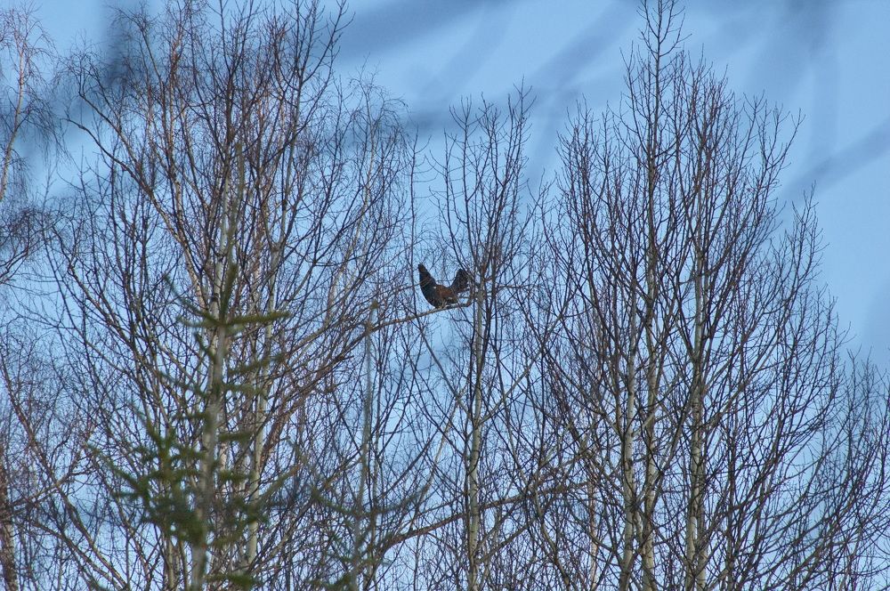 Фотография автора Сергей Тимофеев