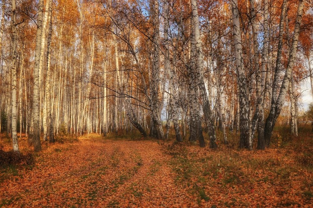 Фотография автора Анатолий Нифантов