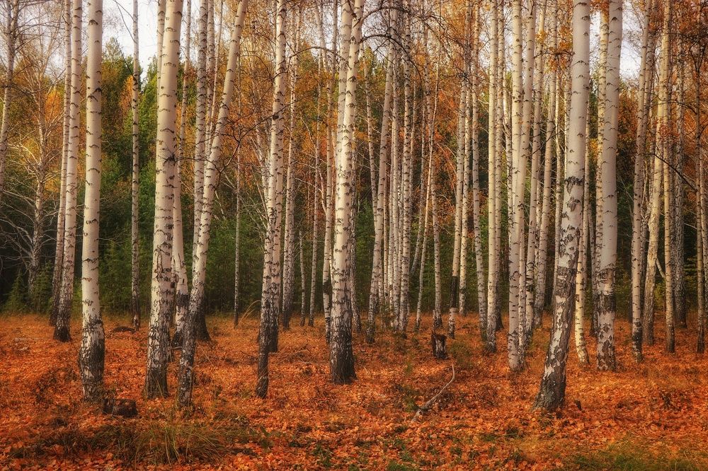 Фотография автора Анатолий Нифантов