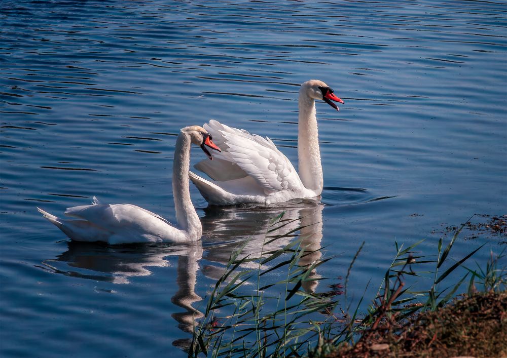 Photograph by Владимир Кваша