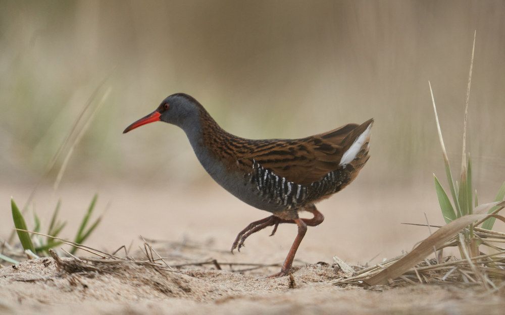 Photograph by Victor Krachkovsky