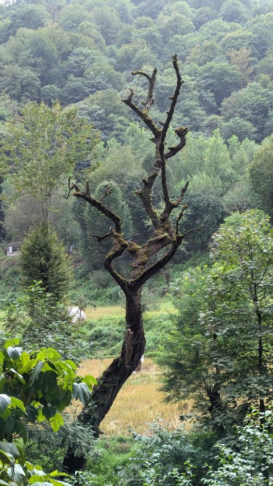 Photograph by Ghasem Borazjani