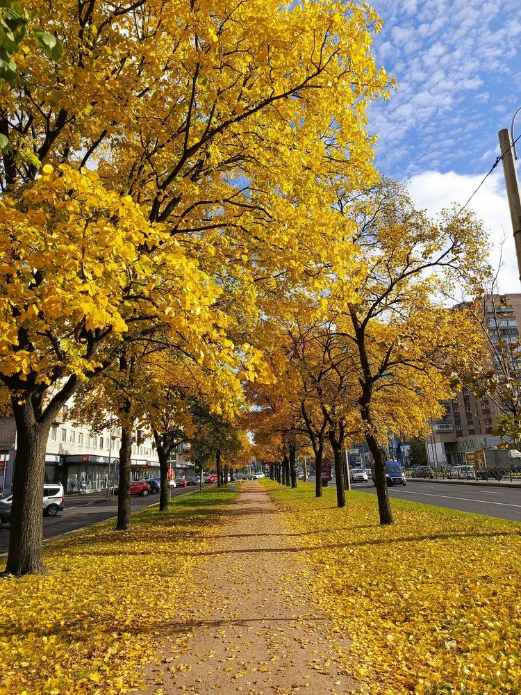 Осень золотая