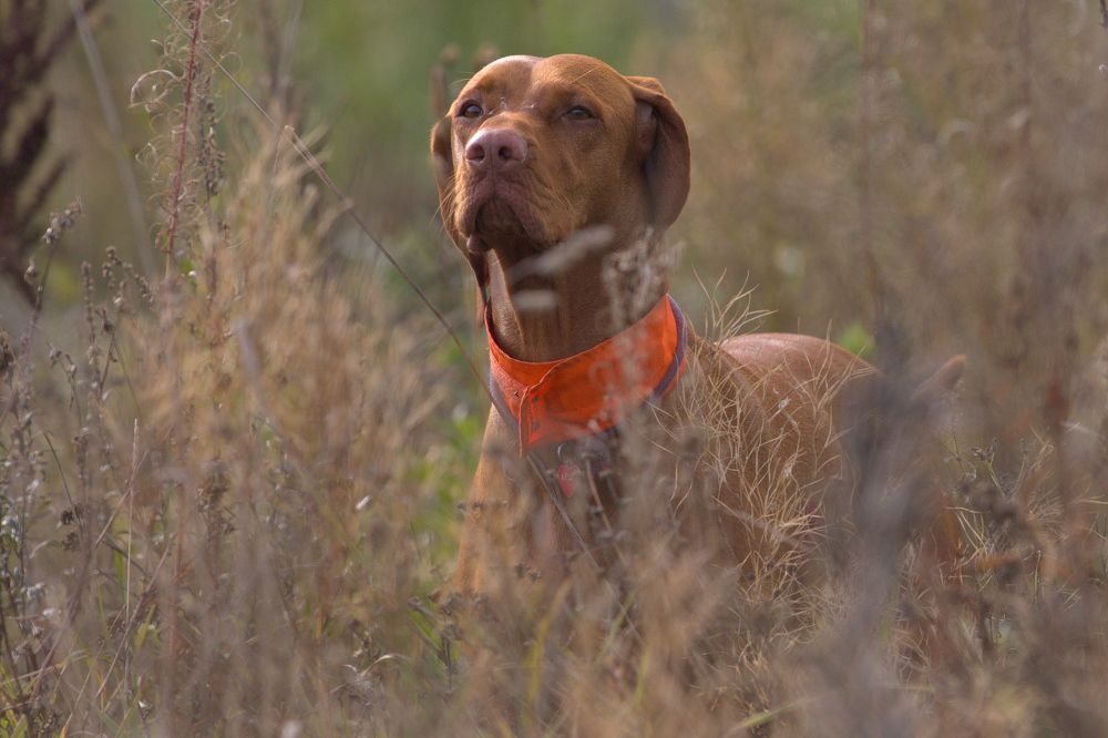 Photo #11151207