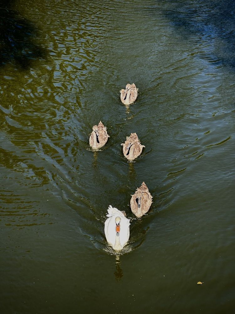 Photograph by Наумова Татьяна