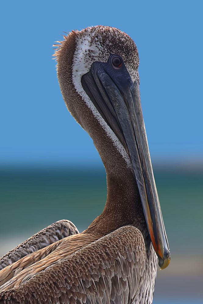 Profile Of A Young Brown Pelican