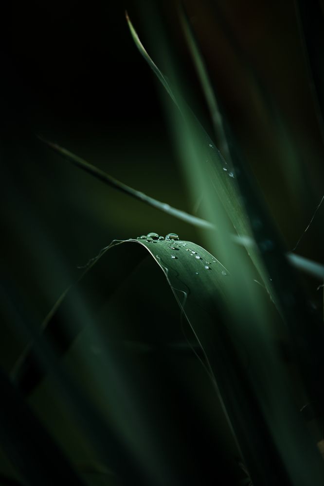 Photograph by Kristian Dragnev