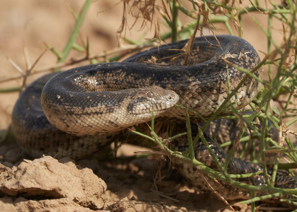 Песчаный удавчик