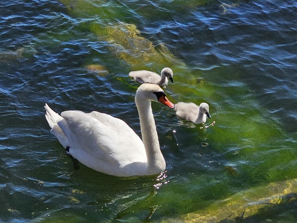 Photograph by Edmund Randal