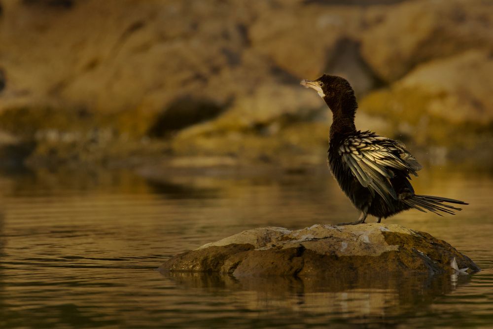 Фотография автора Tushar Bhogle