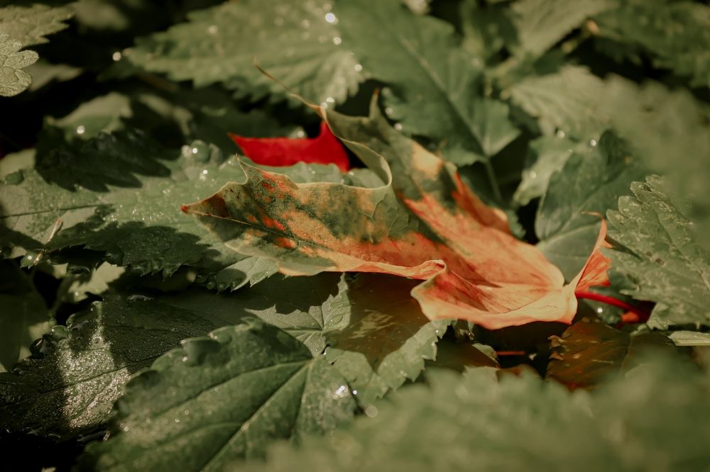 Photograph by Катя Христолюбова