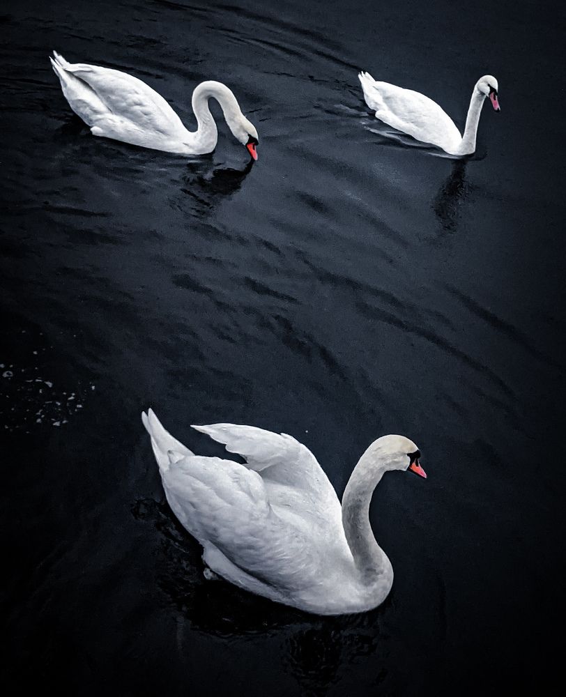 Фотография автора Ксения Шляйхер