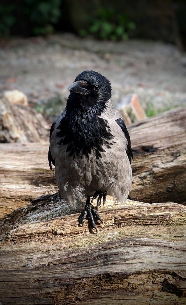 Фотография автора Ксения Шляйхер