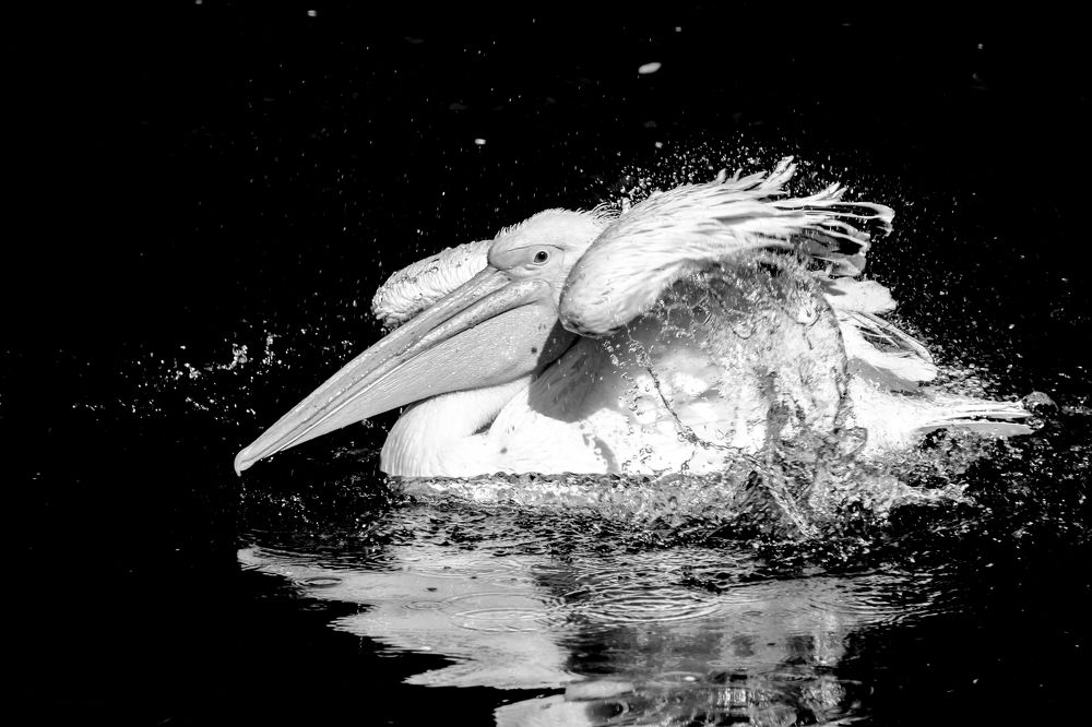 Photograph by Aleksandra