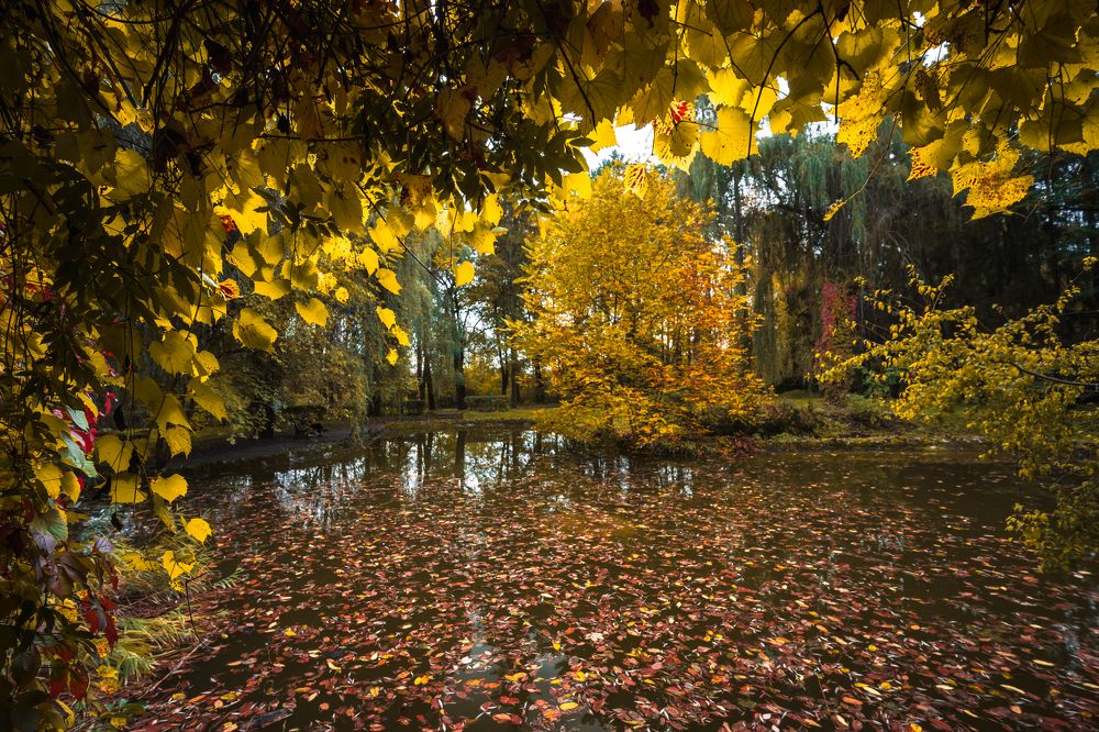 Фотография автора Дмитрий Referee