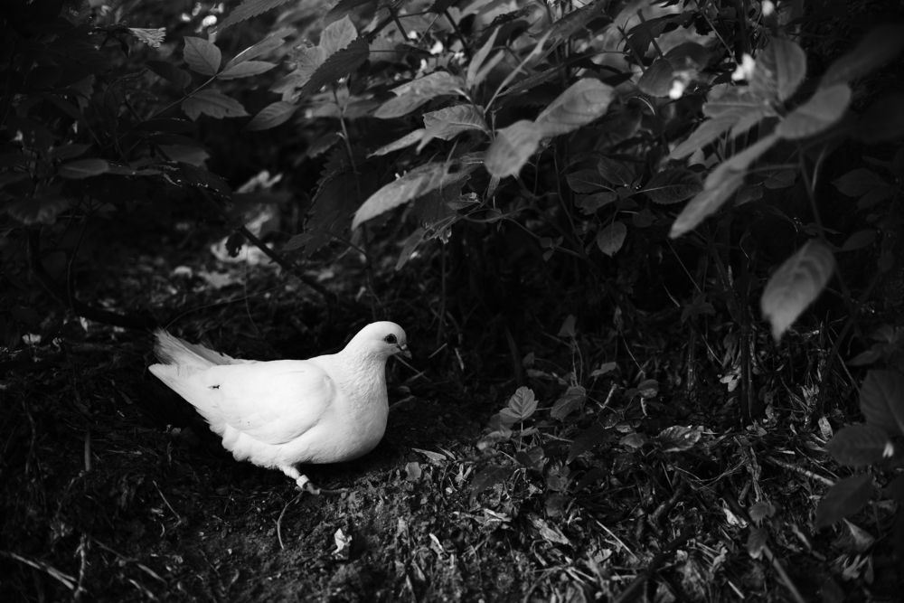 Photograph by Андрей Шелуков