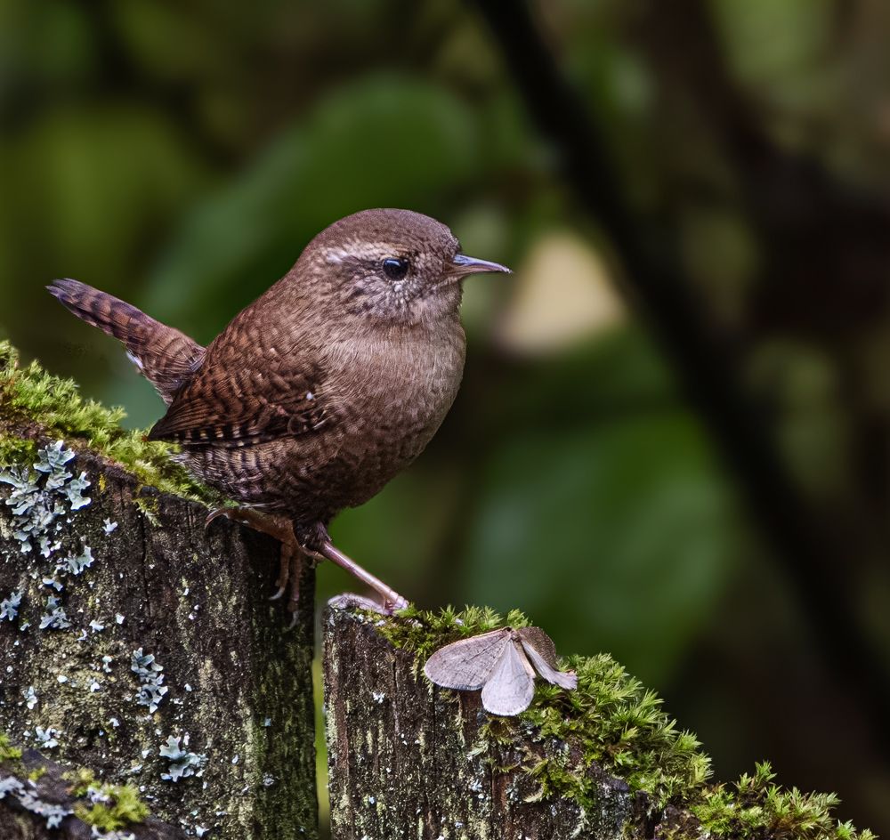 Этюды с крапивником