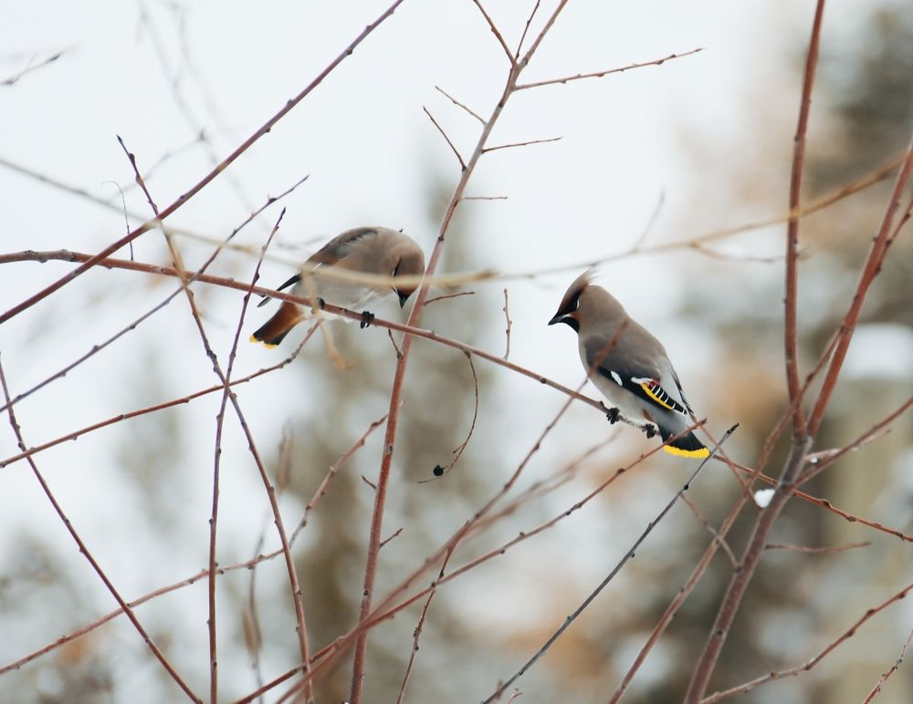 Photograph by Эдуард Герасимов