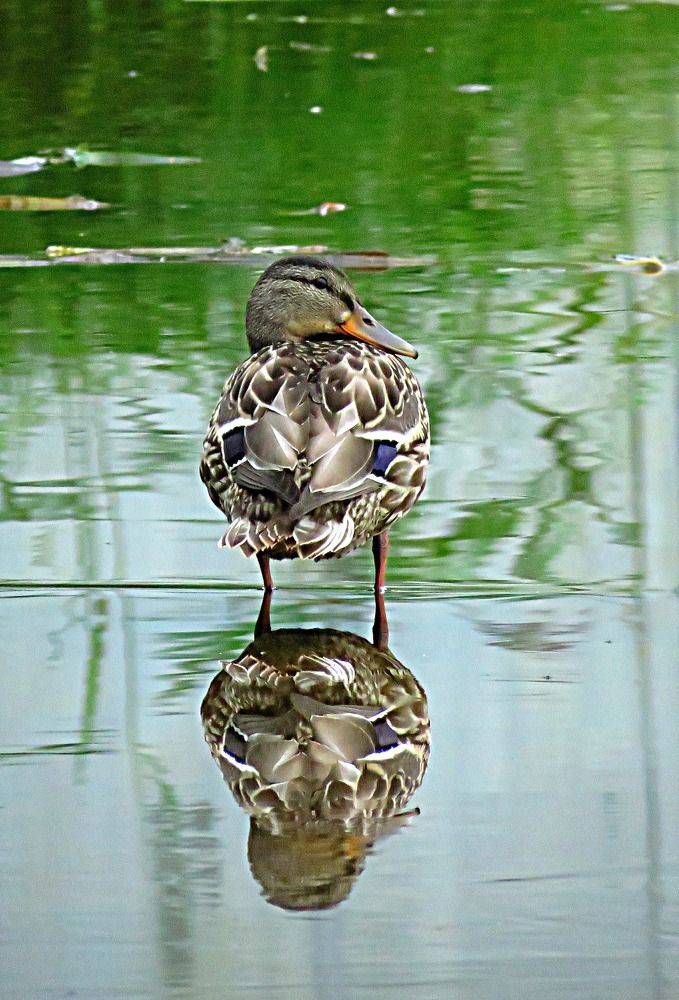 Photograph by Галина Пименова